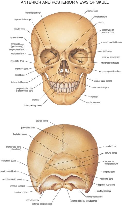 Anterior and Posterior View of Skull | Skull anatomy, Anatomy bones ...