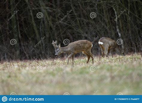 Roe Deer with Growing Antlers Comes Out To the Pasture at the Edge of ...