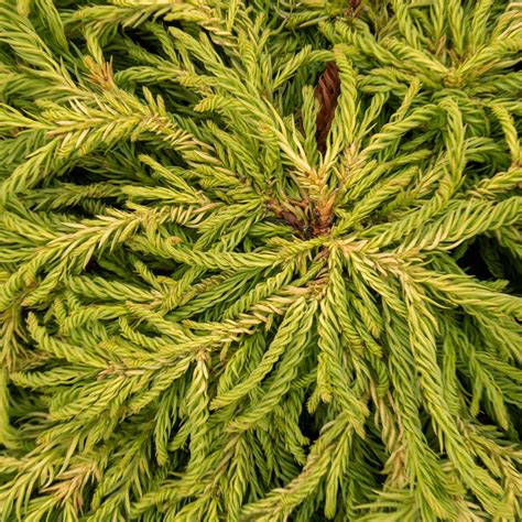 Cryptomeria japonica Spiralis – Mail Order Trees