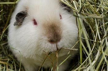 9 Best Hay for Guinea Pigs 2024 - Reviews & Top Picks | Pet Keen