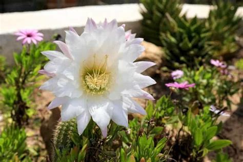 How Often Do Cactus Bloom? Pictures of Cactus Flowers