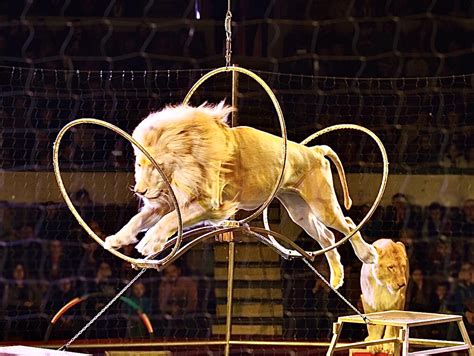 Take Action Today For American Circus Animals, Urge Your Senators To ...