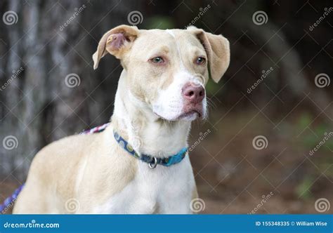 Labrador Pitbull Mix Breed Puppy Dog Adoption Photo Stock Image - Image ...