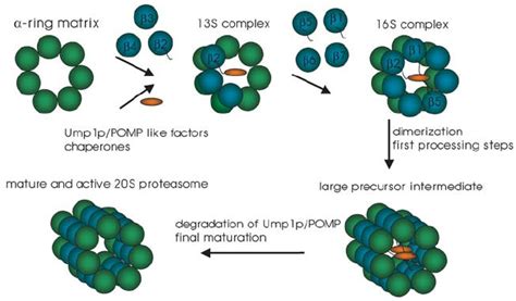 The proteasome assembly pathway. Proteasome formation is initiated by ...