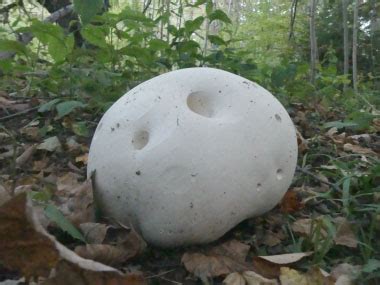 Giant Puffball Identification: Pictures, Habitat, Season & Spore Print ...