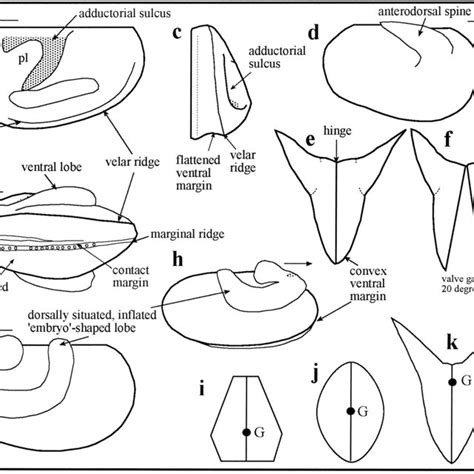 Terminology for the ostracod carapace and comparative morphology of a ...