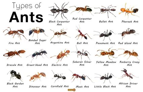 Ant Facts, Types, Identification, Habitat, Diet, Adaptations | Types of ...