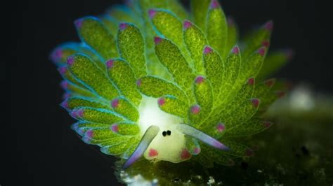 Have you ever seen a leaf sheep sea slug? : r/Eyebleach