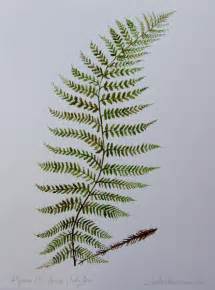 Fern Drawing at GetDrawings | Free download