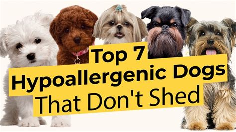 Which Dog Breeds Are Hypoallergenic And Dont Shed