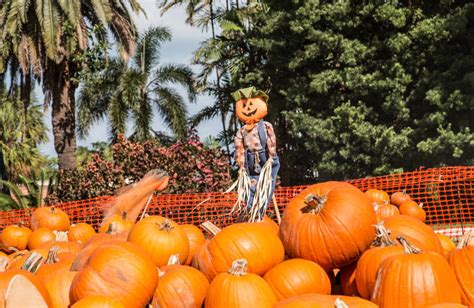 Tips For Planning a Fall Festival in Florida | Fall Harvest Celebration ...