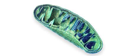 A System's Science View of Mitochondria as Dynamic, Highly ...