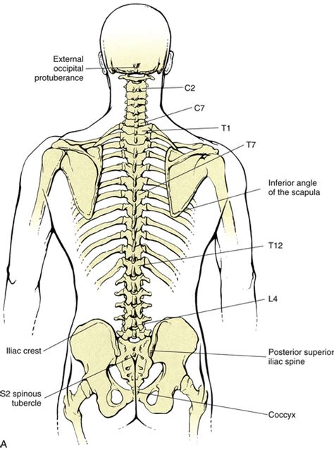 Back Of Neck Anatomy Surface Anatomy Of The Back And Vertebral Levels ...