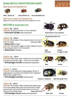 Dung Beetle Identification chart part 2 - Brown and 2 toned Beetles ...