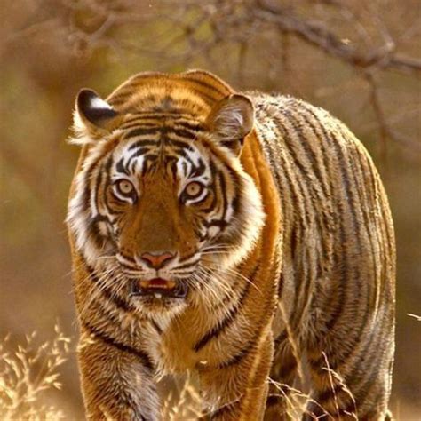 Clash of Tigers in Sariska, a Tiger has Forced His Son out of the Core ...