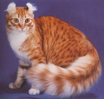 BREEDS CATS: ACL American Curl Longhair