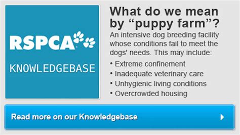 Victoria's puppy farms and pet shop laws a world first - but questions ...