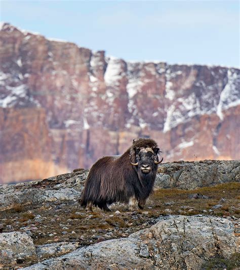 Greenland National Park by the Numbers