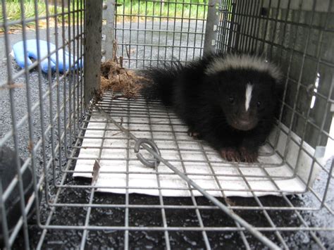 Skunk Removal from House in Herndon | The Master Trapper, Inc.