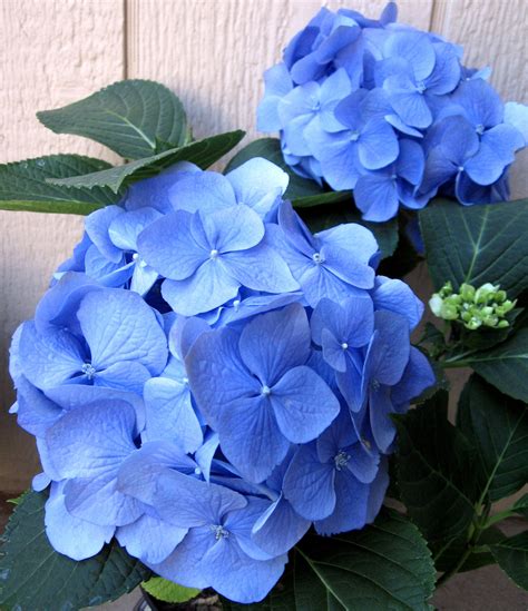 Blue Hydrangea - Flowers Photo (724964) - Fanpop