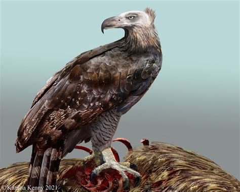 New Zealand’s Extinct Giant Bird Killed Like Eagle, Ate Like Condor ...