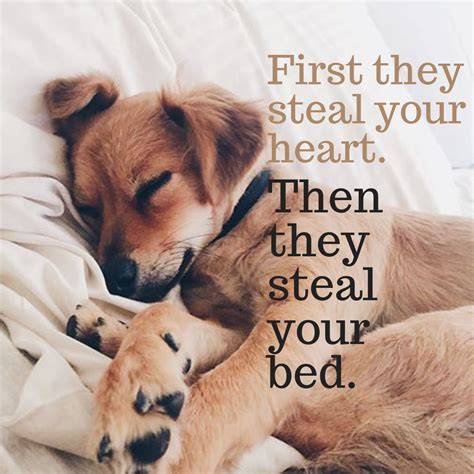 First, they steal your heart. Then they steal your bed. 🤣🤗🐾 ️ | Dog ...