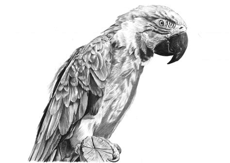 Parrot Pencil Sketch at PaintingValley.com | Explore collection of ...