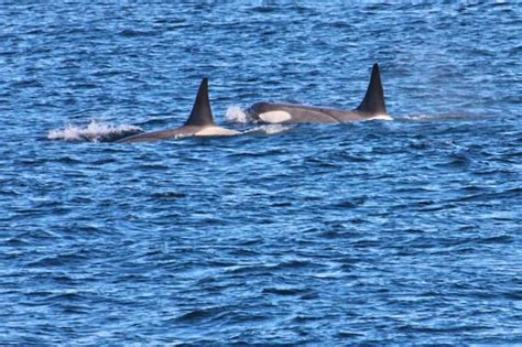 Seeing Whales That Live in Antarctica: A Dream Come True!