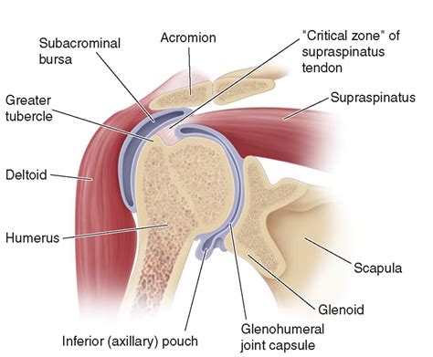 Shoulder Bursitis - Adelaide Mobile Massage