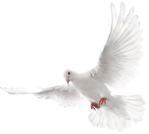 Holy Spirit Dove PNG Fotos