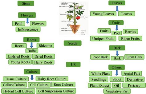 Plant Taxonomy Chart | Labb by AG