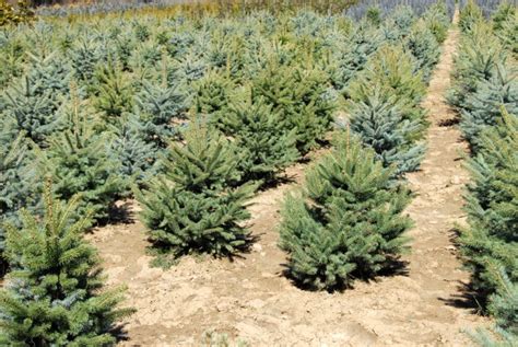 Planting Christmas Trees for Yearly Harvest