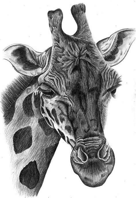 black and white sketch of a giraffe | giraffe portrait | Animal ...