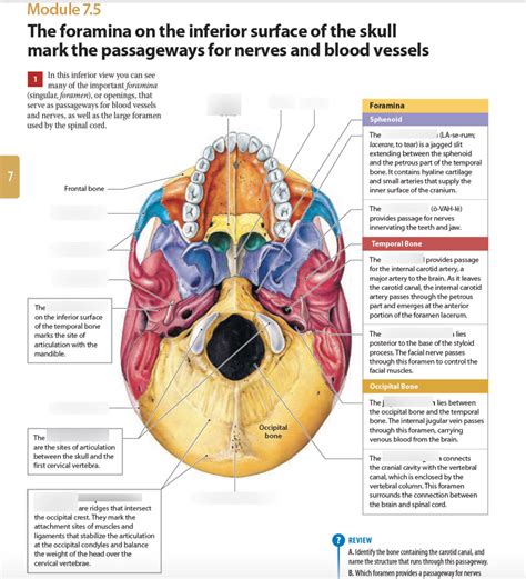 Module 7.5 the foramina on the inferior surface of the skull mark the ...