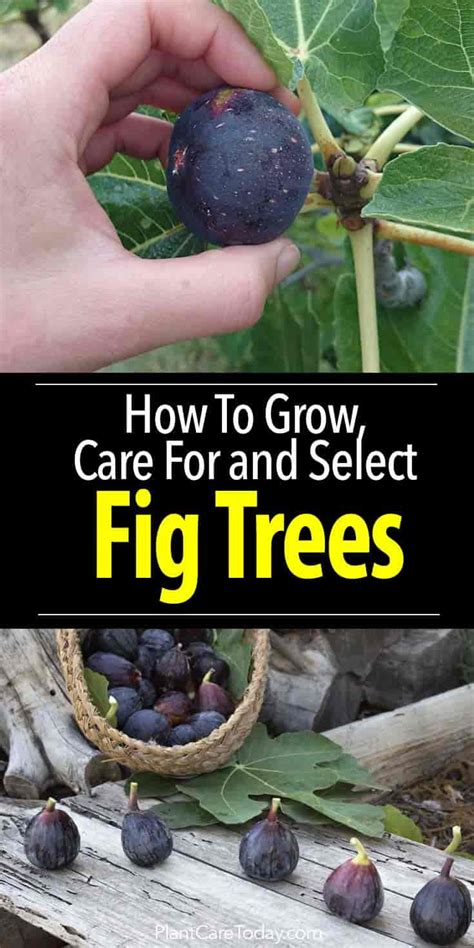 Fig Tree Care: How To Grow Fig Trees In Your Home Or Garden