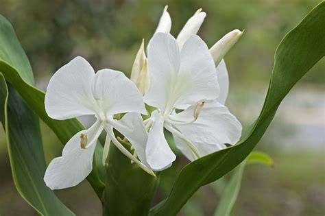 Noted for its intense, luxurious fragrance, award-winning Hedychium ...