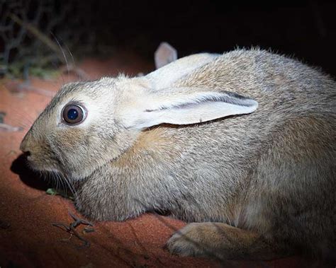 Australia’s 10 worst invasive species, study