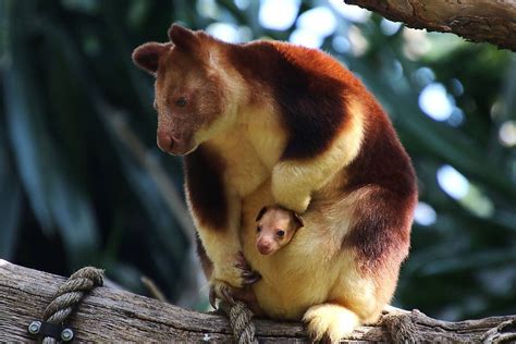 10 Fascinating Arboreal Mammals - WorldAtlas