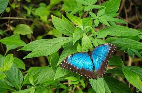 Top 8 Blue Morpho Butterfly Facts - Rainforest Cruises