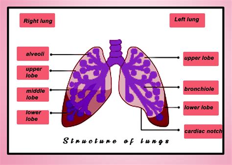 Are both lungs similar in size?