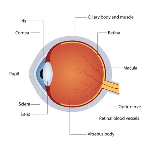 Diagram Of The Human Eye Eye Anatomy Diagram Anatomy Of The Eye Human ...