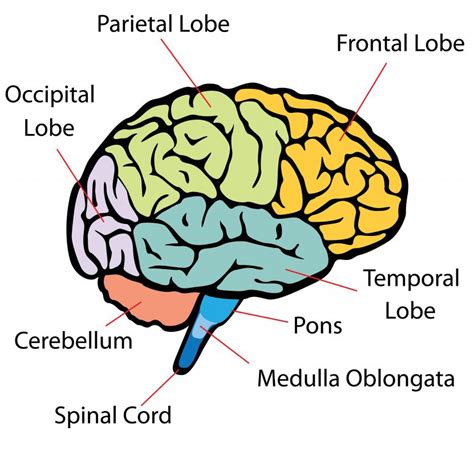 What Are Cerebellar Peduncles? (with picture)