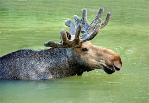 Moose swimming in lake | Stock Photo | Colourbox