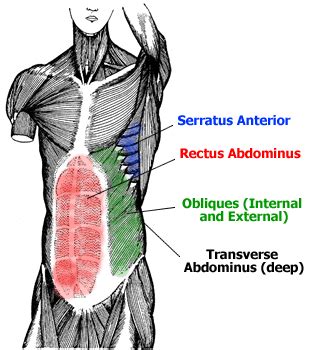 The names of the muscles in bodybuilding and place of every muscle in ...