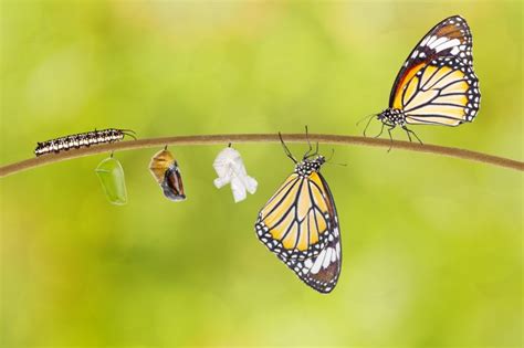 Lessons From a Caterpillar’s Transformation to Butterfly