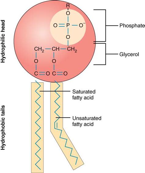 Lipid Types and Structures – Nutrition: Science and Everyday ...