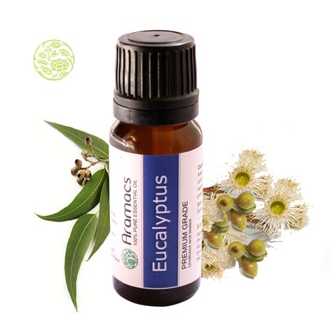 Eucalyptus Essential Oil - Where to buy eucalyptus oil?