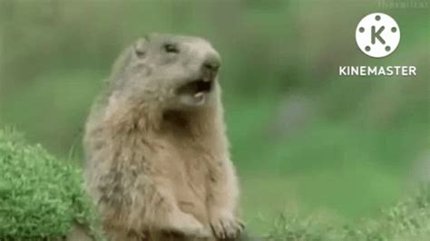 Brick Beaver GIF - Brick Beaver Screaming - Discover & Share GIFs