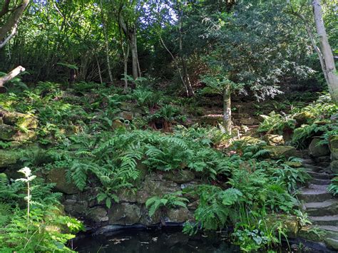 Life among the ferns: A Love Story — Riverhill Himalayan Gardens