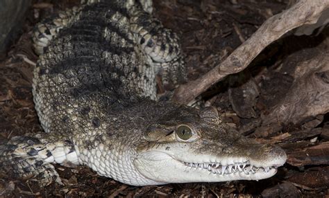 Philippine crocodile | Smithsonian's National Zoo